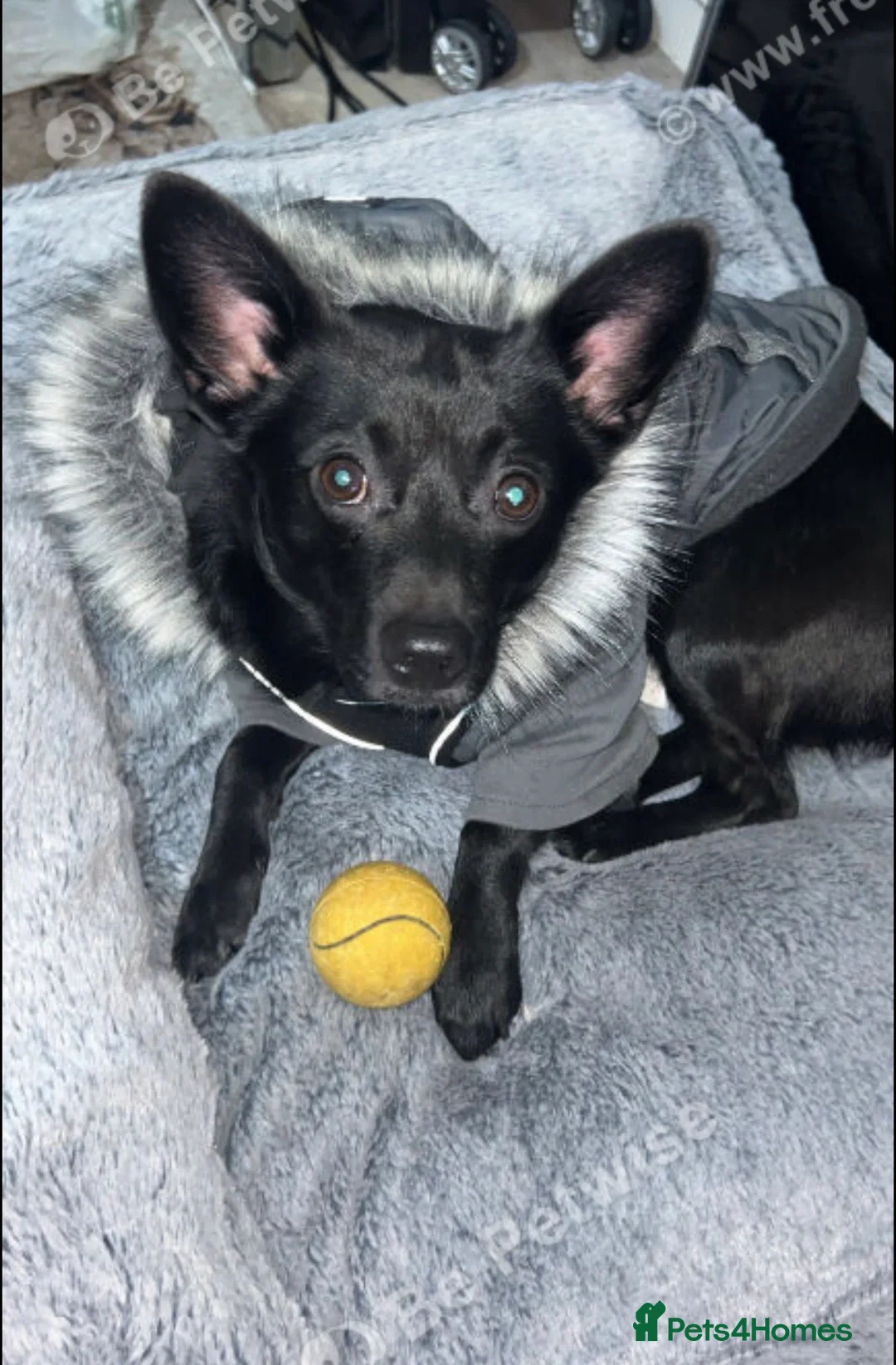 Mixed Breed dogs for stud: Pomeranian mixed Jack Russell in Pulborough - Advert 2