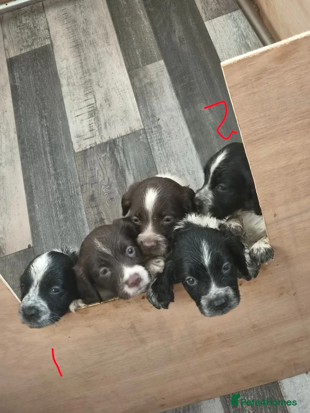 Sprocker dogs for sale: 2 boy sprocker pups in Newton Aycliffe - Advert 2