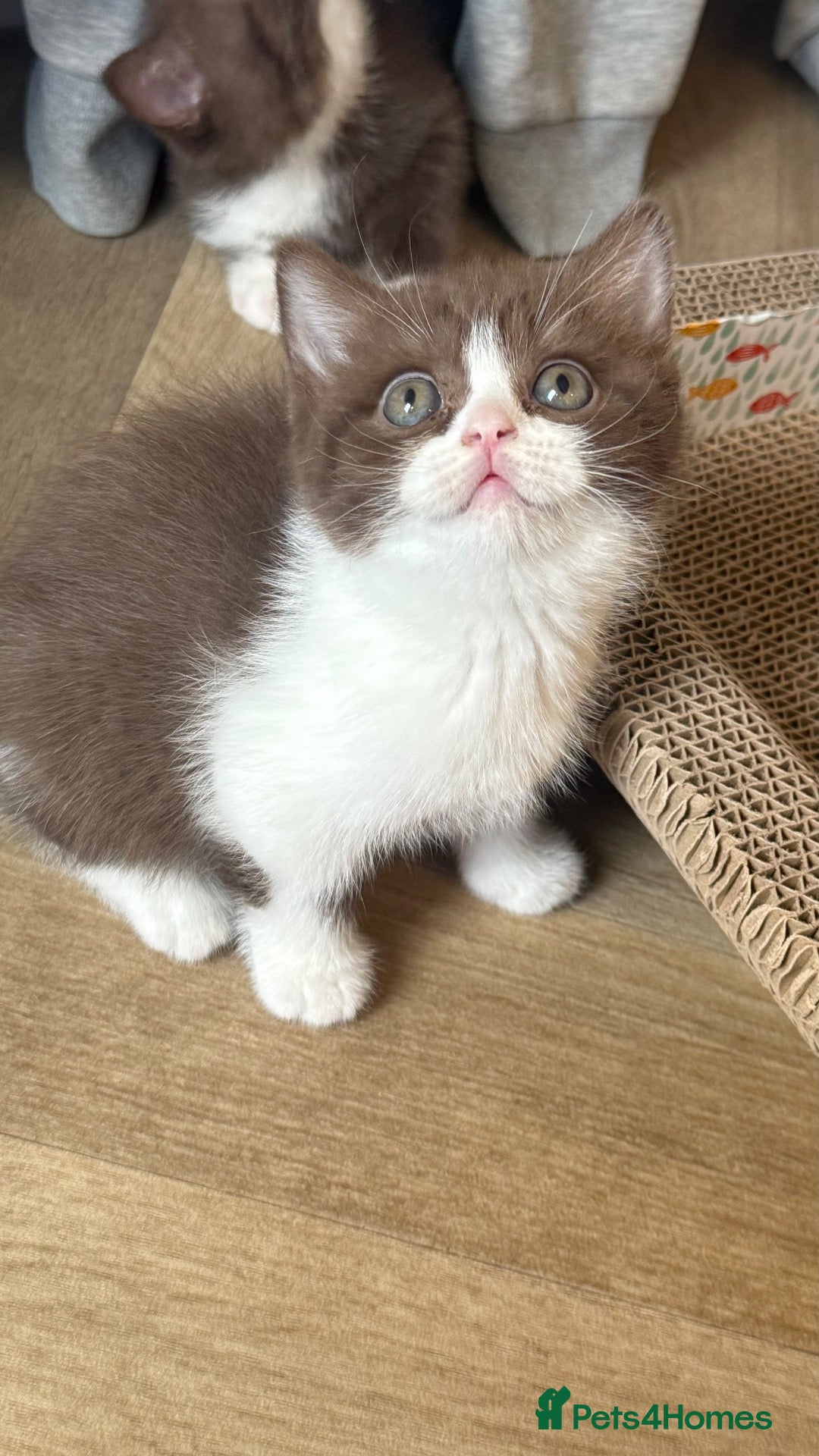 British Shorthair cats GCCF REG BSH - CHOCOLATE BI & CINNAMON BI KITTENS - Advert 1