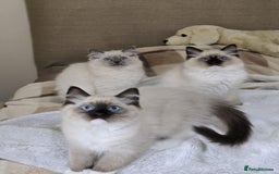 Ragdoll cats for sale: Ragdoll kittens ready now  in Clydebank - Image 2