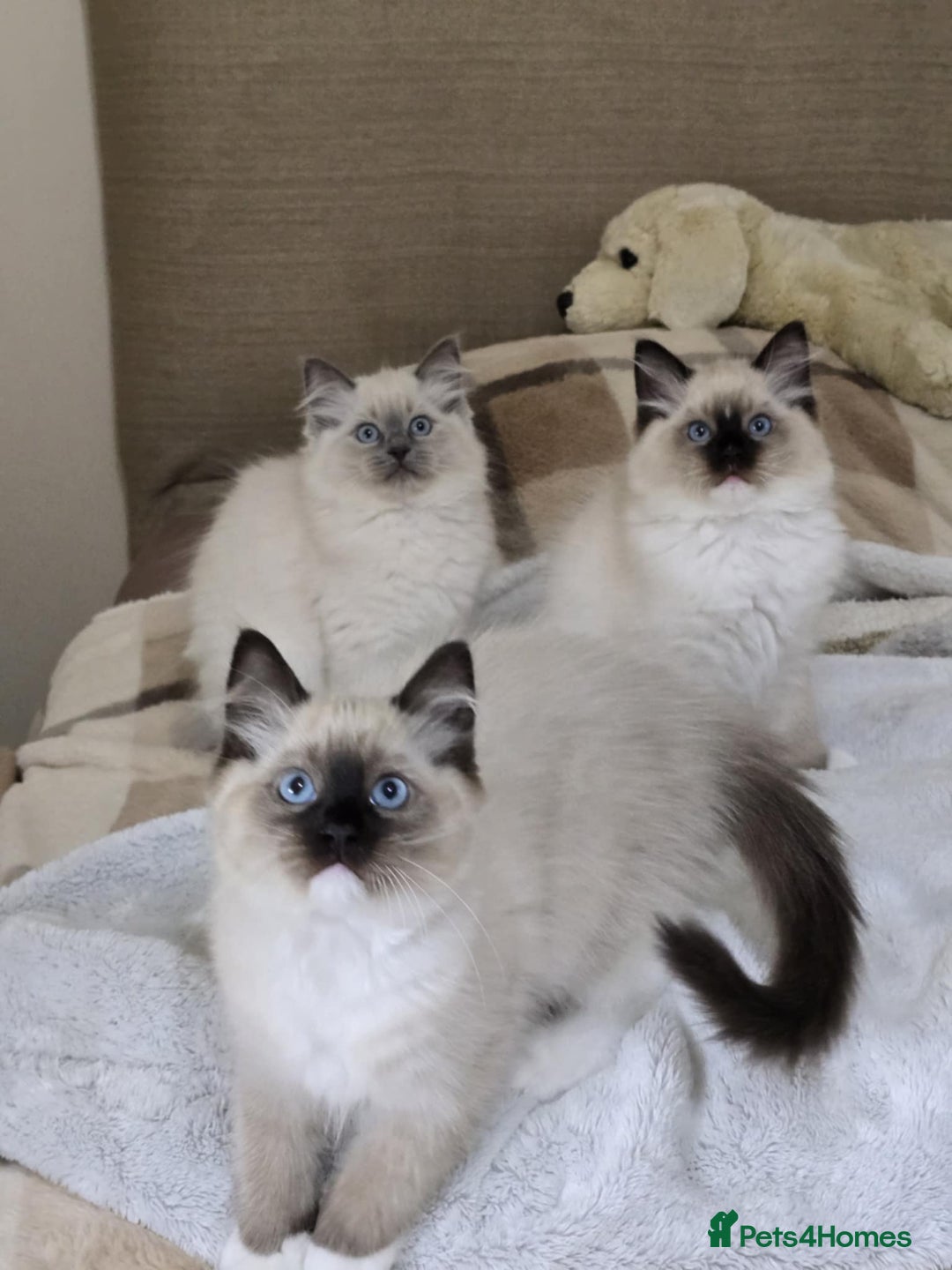 Ragdoll cats for sale: Ragdoll kittens ready now  in Clydebank - Image 2