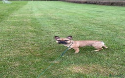 French Bulldog dogs for sale: Reggie  - Image 3
