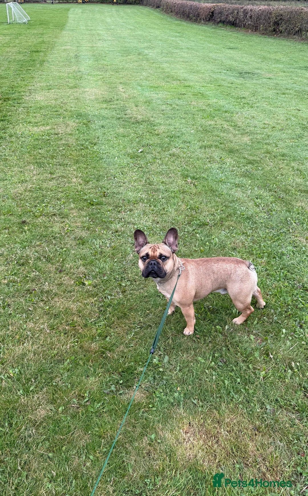 French Bulldog dogs for sale: Reggie  - Image 3