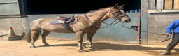 British Warmblood horses for sale: Oscar - legend by name and nature  - Advert 1
