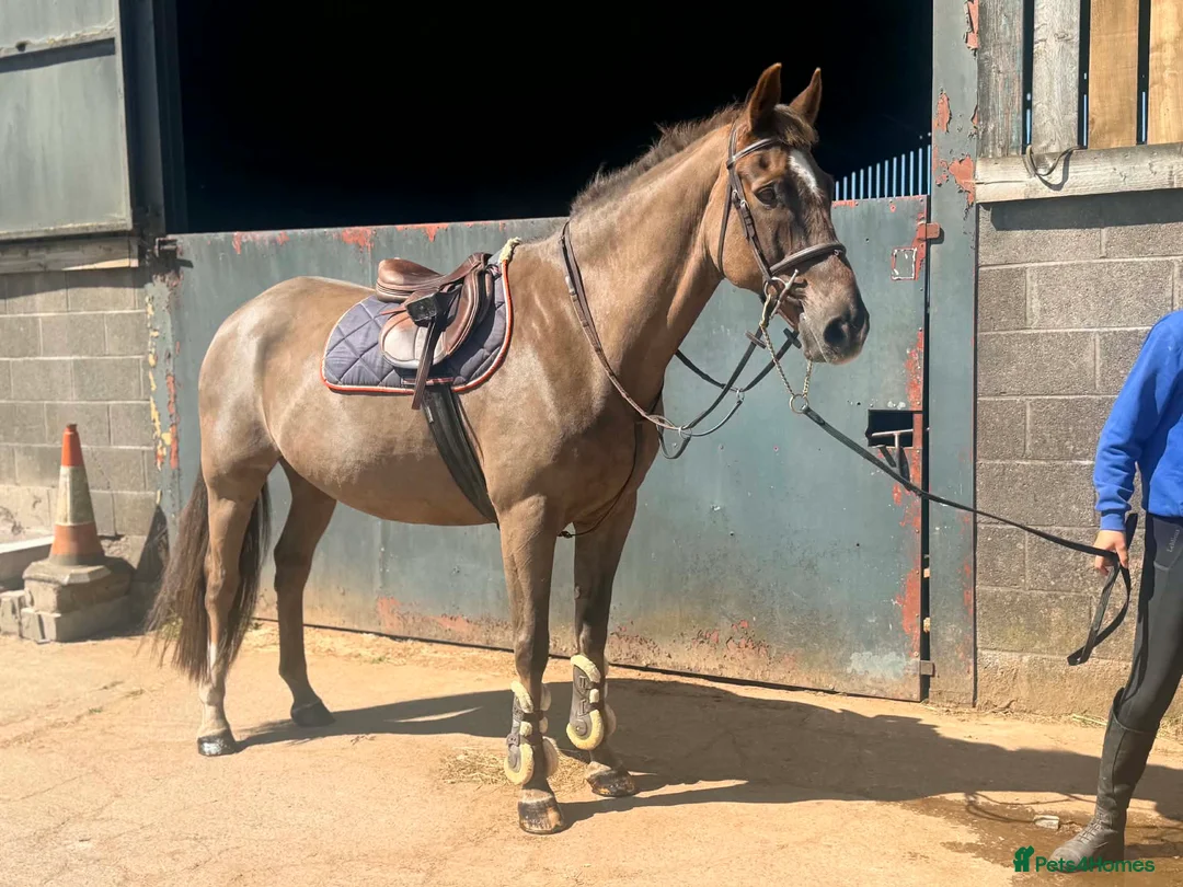 British Warmblood horses for sale: Oscar - legend by name and nature  - Advert 1