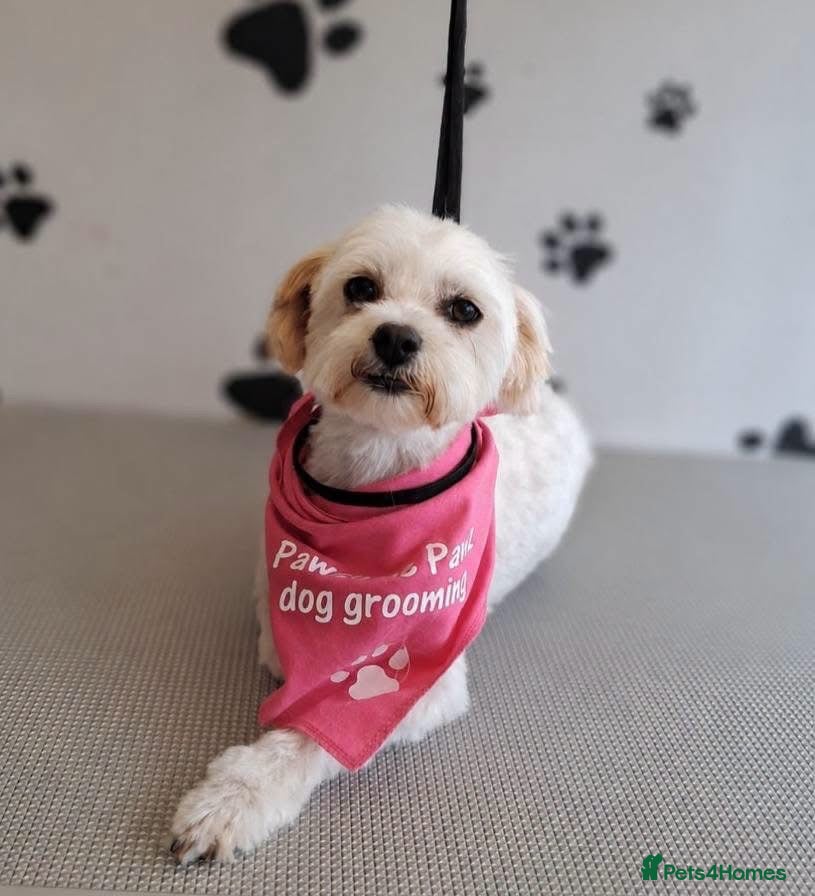 Mixed Breed dogs Maltese x Pekingese Puppies - Advert 1