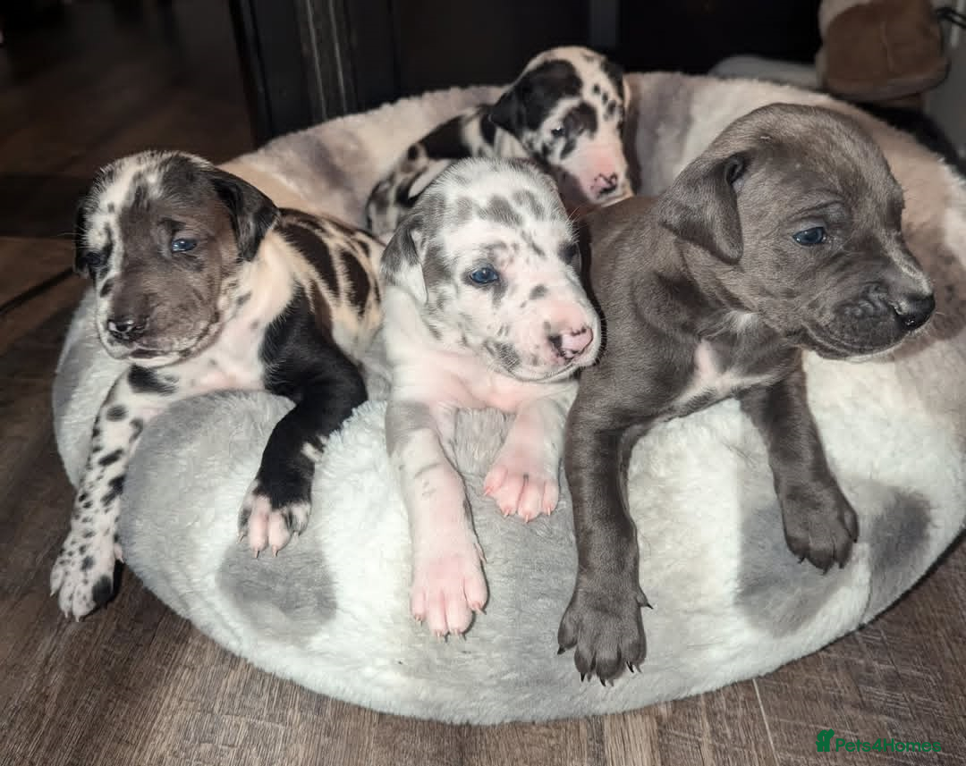 Great Dane dogs for sale: Fully DNA Tested & CLEAR Great Dane Pups - Image 6