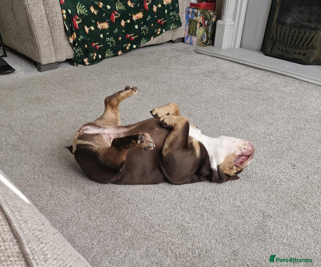 English Bulldog dogs for sale: Female English bulldog 2yr old  - Advert 3