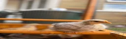 Chickens poultry for sale: Pekin bantams - Advert 26