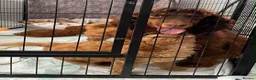 Cockapoo dogs for sale: STUNNING HEALTH CLEAR COCKAPOO PUPPIES  - Advert 8