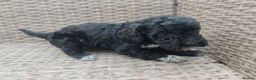 Cockapoo dogs for sale: Teddy cockapoo - Advert 2