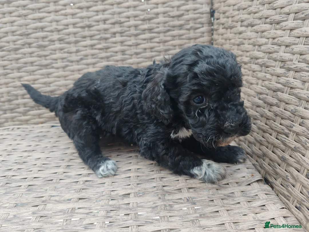 Cockapoo dogs for sale: Teddy cockapoo - Advert 2
