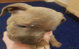 Staffordshire Bull Terrier dogs for sale: Bryan - Image 1