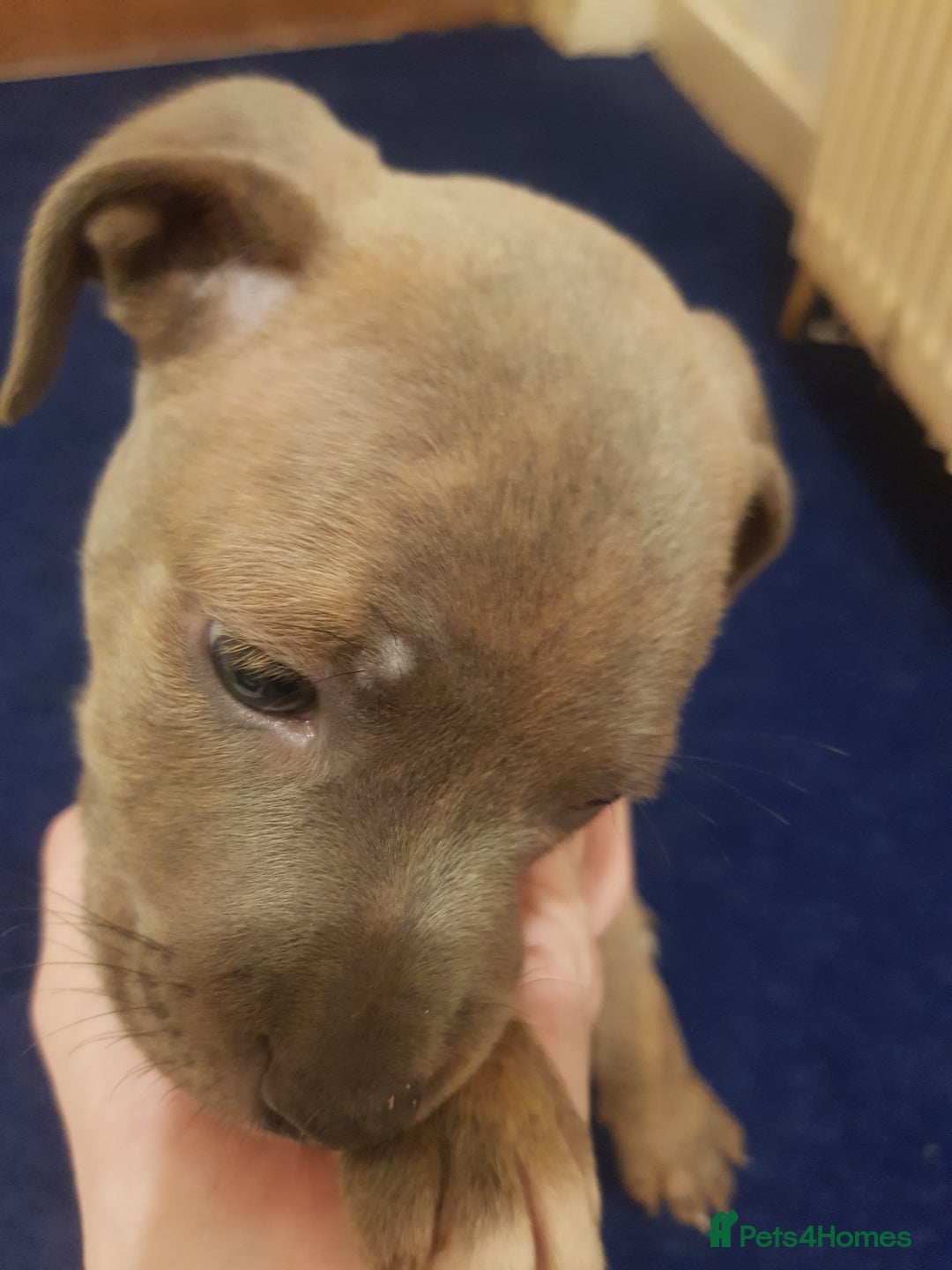 Staffordshire Bull Terrier dogs for sale: Bryan - Image 1
