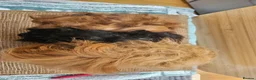 Guinea Pig rodents for sale: Mum and 2 daughters guinea pigs - Advert 6