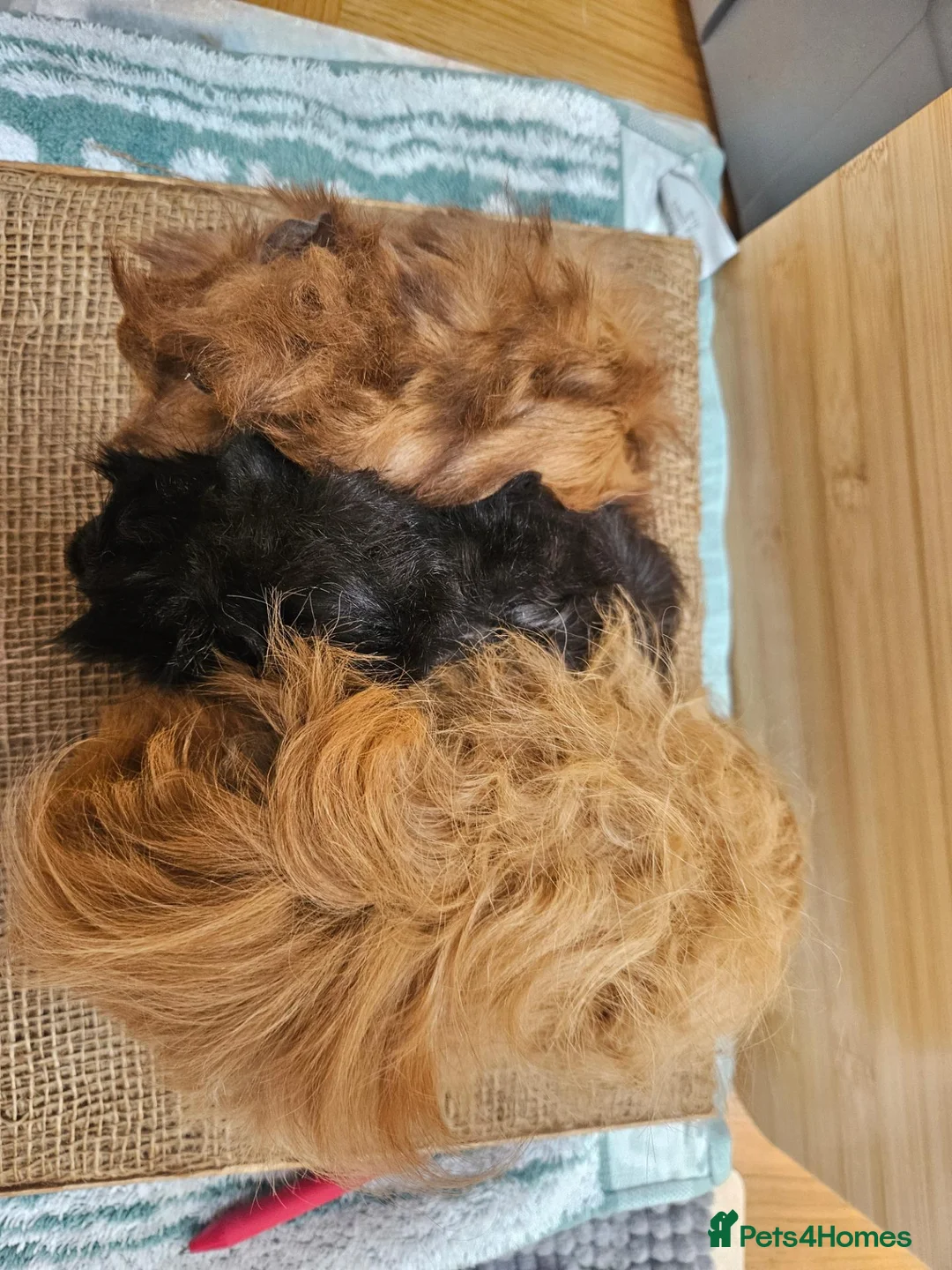 Guinea Pig rodents for sale: Mum and 2 daughters guinea pigs - Advert 6