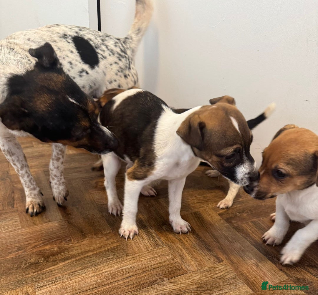 Jack Russell dogs for sale: Jack Russell puppies - Image 2