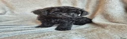 Miniature Poodle dogs for sale: Ready now! Only 2 girls left  - Advert 24