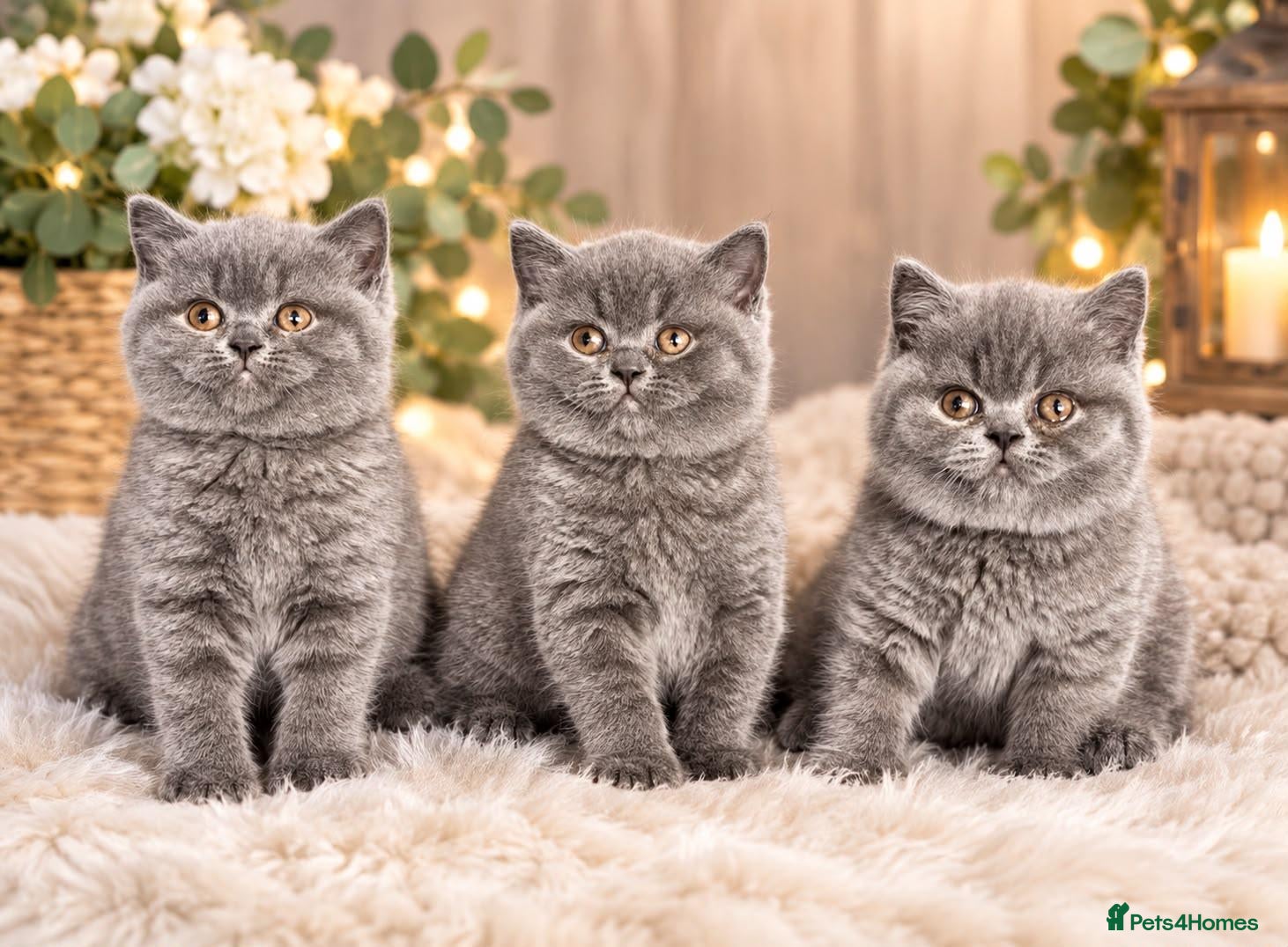 British Shorthair cats BSH🇬🇧👑🇬🇧💙British Shorthair😻💙 Gccf chunky  - Advert 2