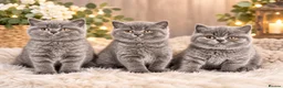 British Shorthair cats for sale: BSH🇬🇧👑🇬🇧💙British Shorthair😻💙 Gccf chunky  - Advert 2