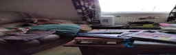 Siamese cats for sale: Kittens in Bridgend - Advert 2