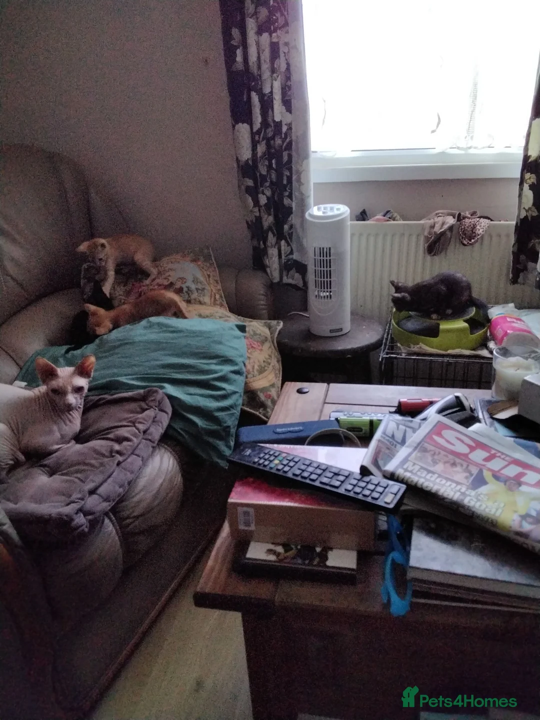 Siamese cats for sale: Kittens in Bridgend - Advert 2