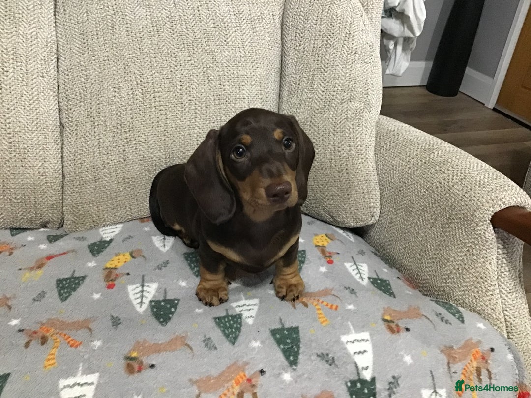 Miniature Dachshund dogs for sale: Mini Daxies true to type - Advert 11