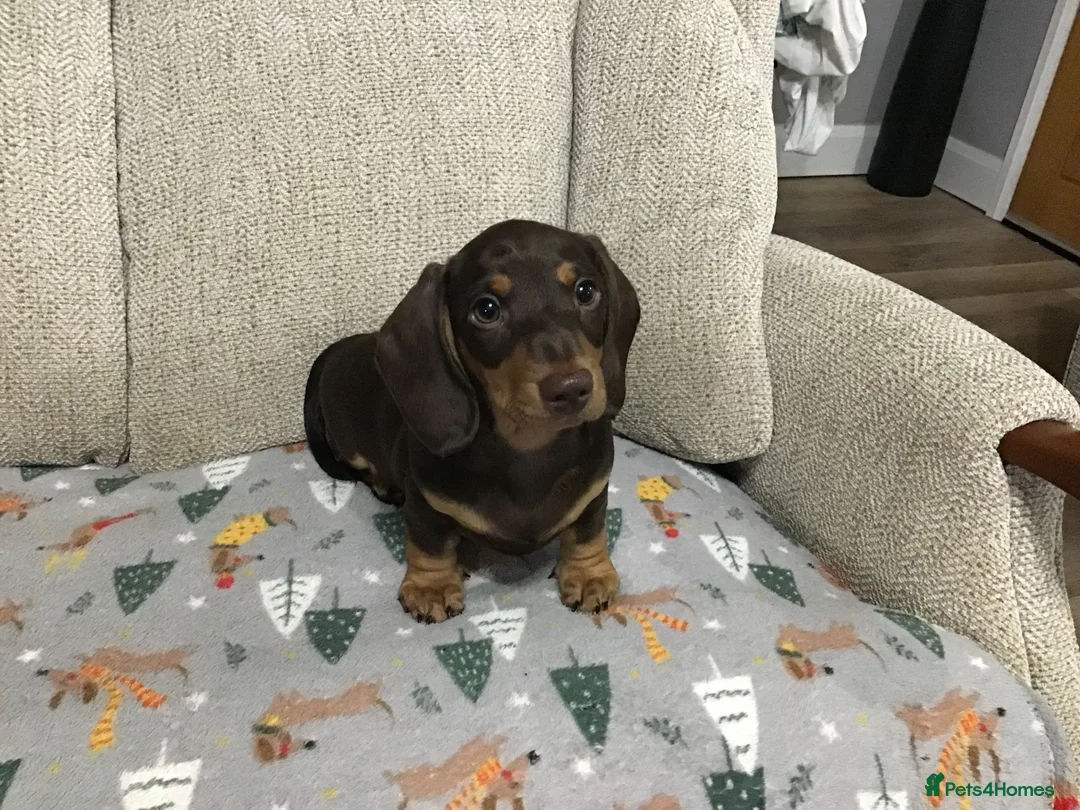 Miniature Dachshund dogs for sale: Mini Daxies true to type - Advert 10