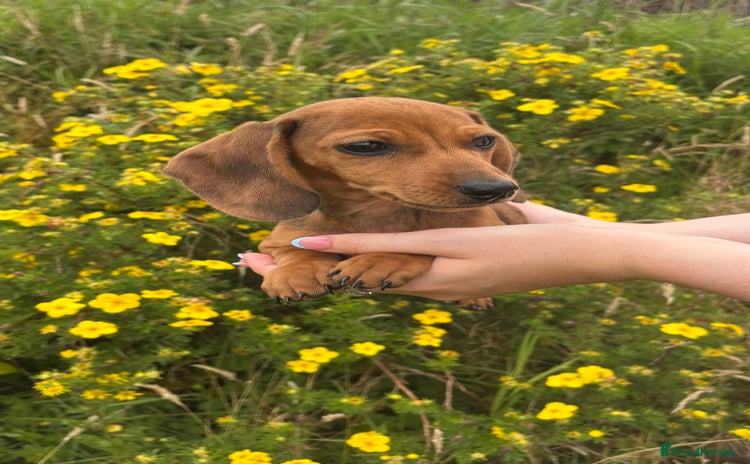 Miniature Dachshund dogs - Advert 12