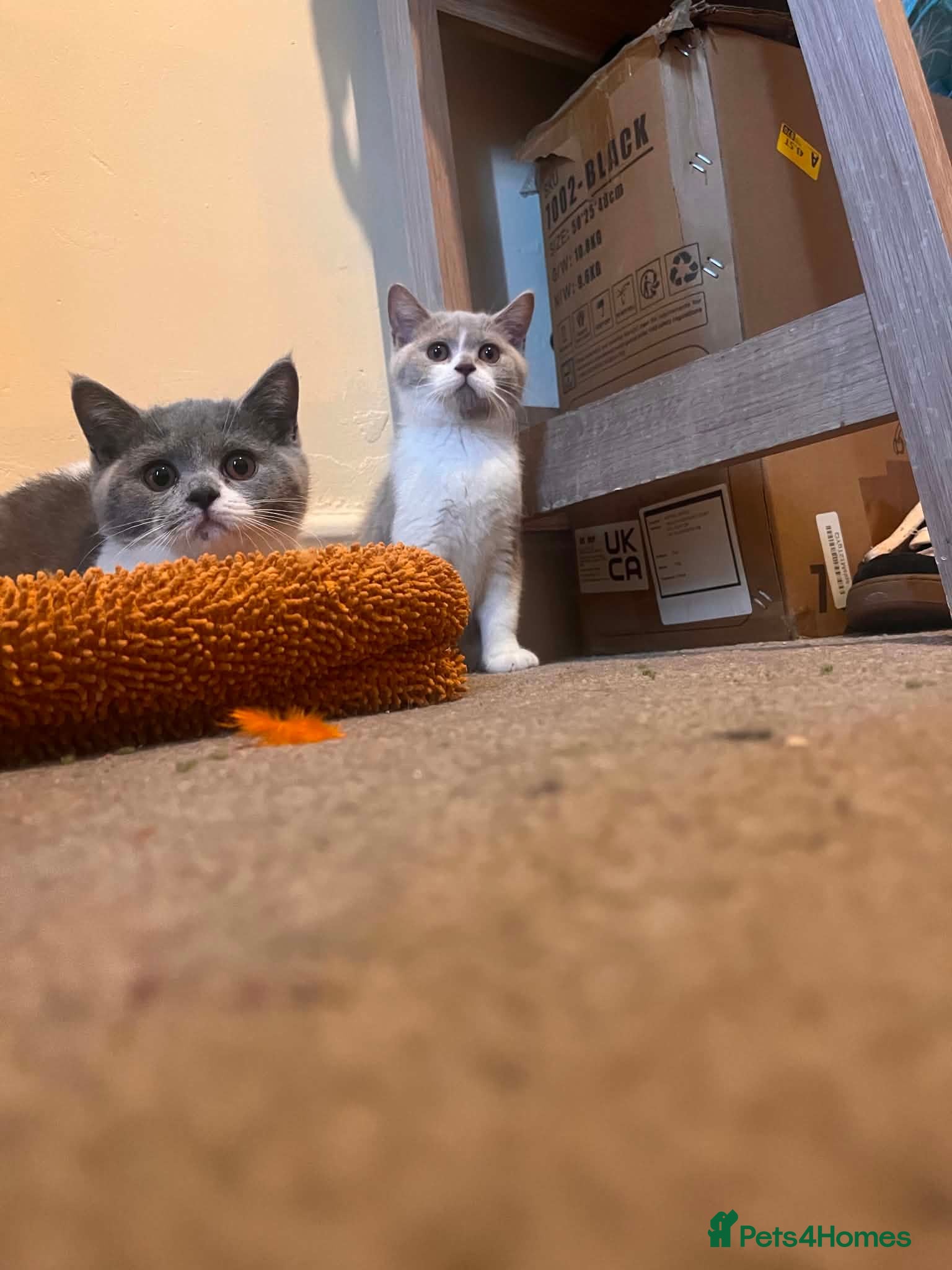 British Shorthair cats 🐾British Shorthair Kittens GCCF Registered🐾 - Advert 1