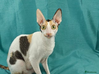 Cornish Rex cats Cornish Rex Kitten Ready for his new home! - Advert 1