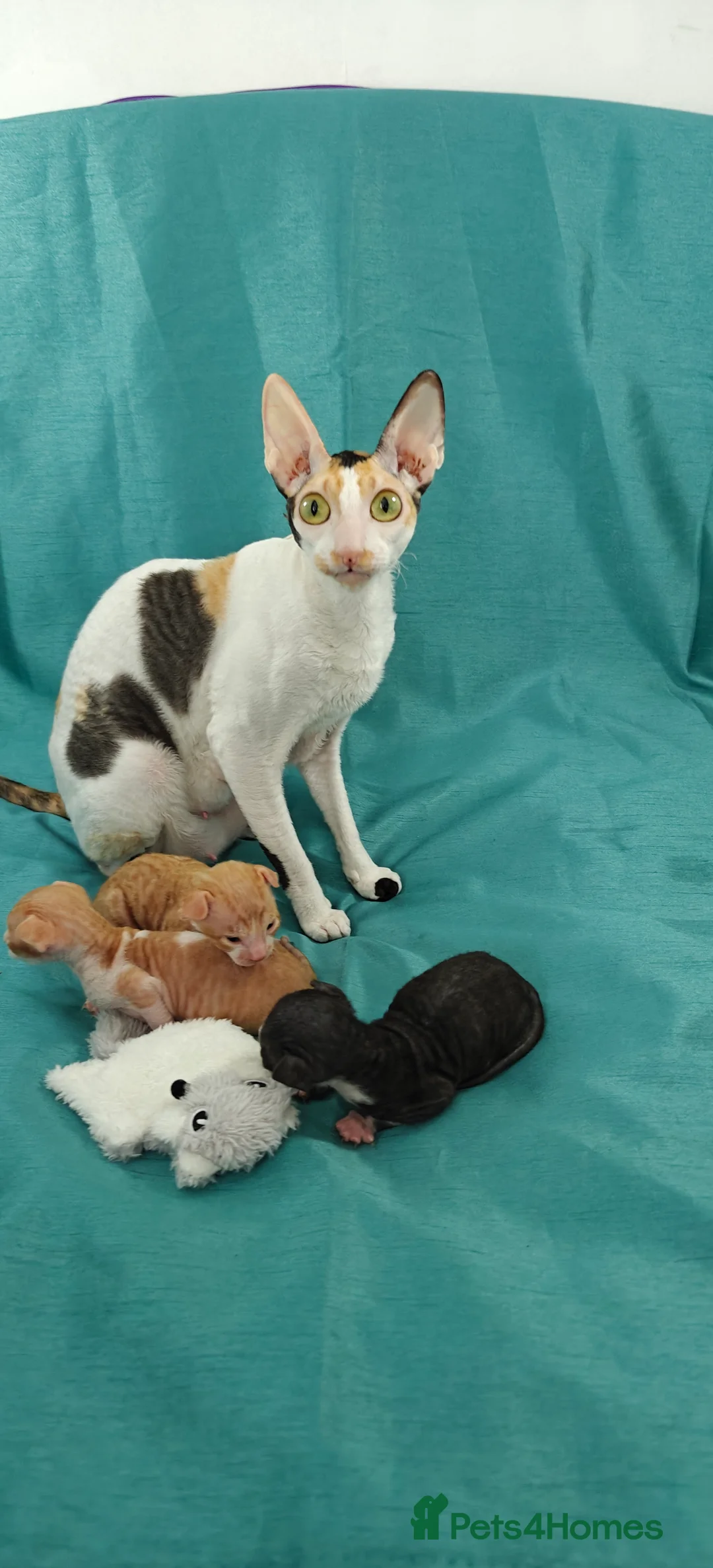 Cornish Rex cats for sale: Cornish Rex Kitten Ready for his new  home! - Advert 3