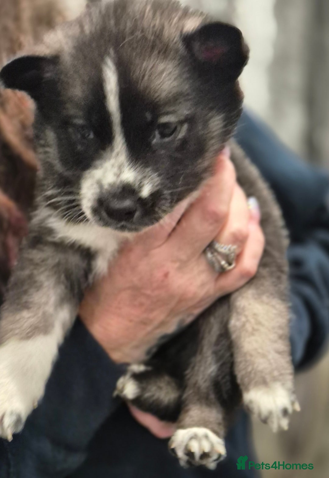 Huskita dogs for sale: FABULOUS HUSKITA PUPPIES Husky x Akita - Image 8