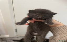 Ragdoll cats for sale: 5 beautiful ragdoll cross tabby  - Image 6