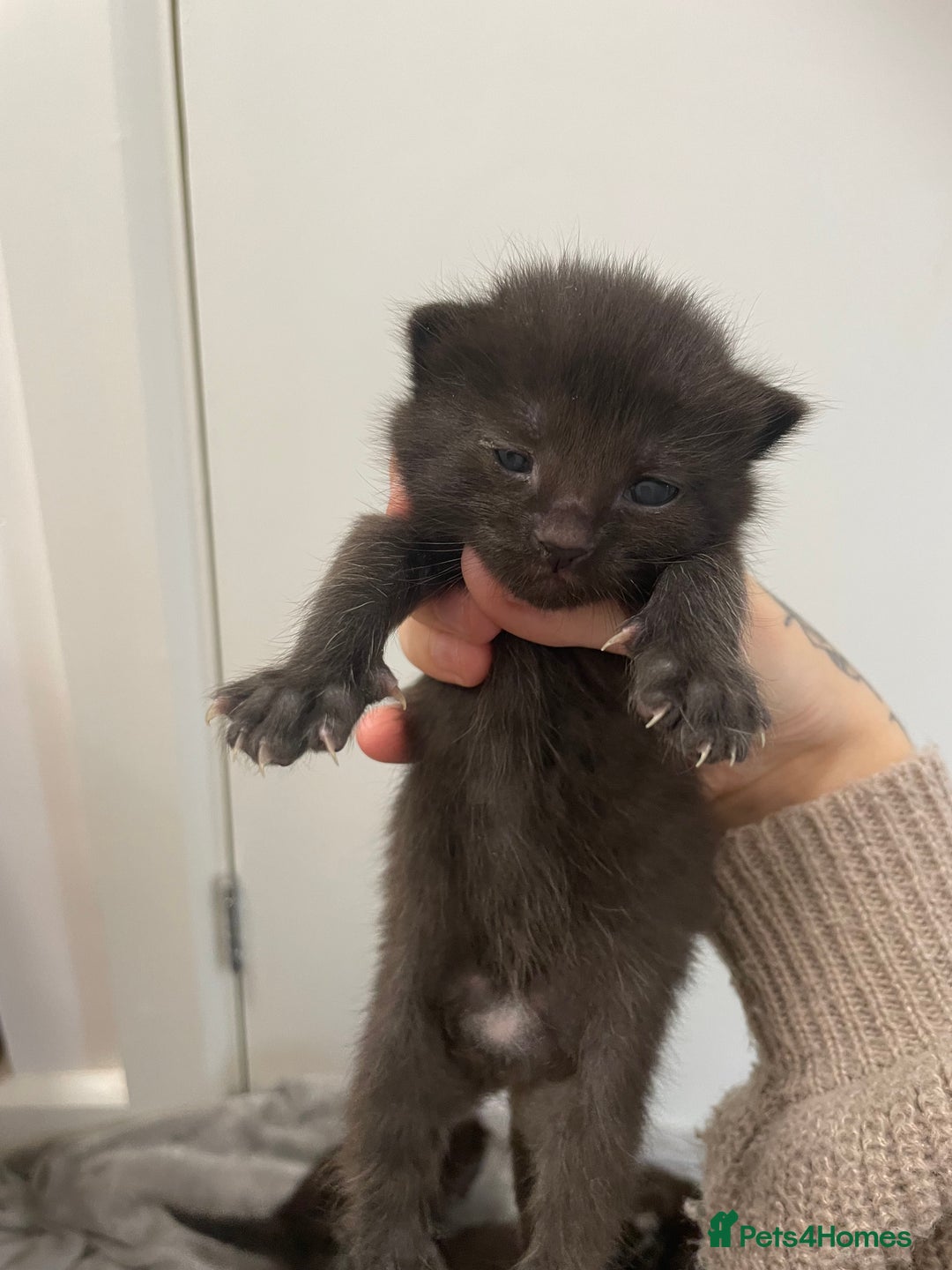 Ragdoll cats for sale: 5 beautiful ragdoll cross tabby  - Image 6