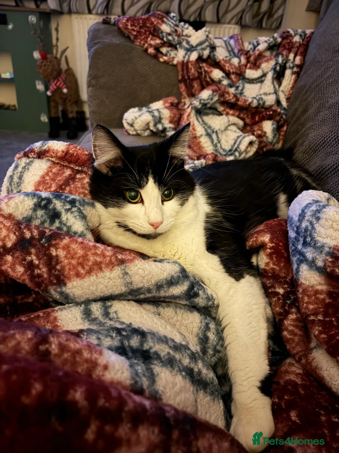 British Longhair cats for sale: Brother cats in Hungerford - Advert 2