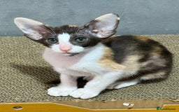 Oriental cats for sale: Oriental Kittens Looking for Their Forever Homes - Image 2