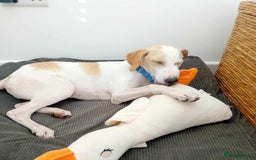 Mixed Breed dogs for adoption: Lulu The Sweet Soul Looking for Her Forever Home - Image 2