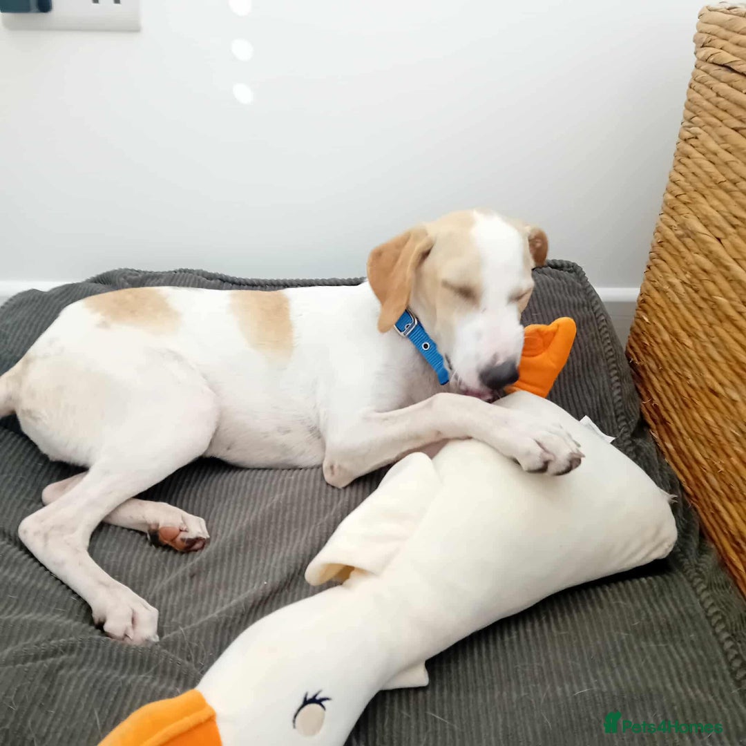 Mixed Breed dogs for adoption: Lulu The Sweet Soul Looking for Her Forever Home - Image 2