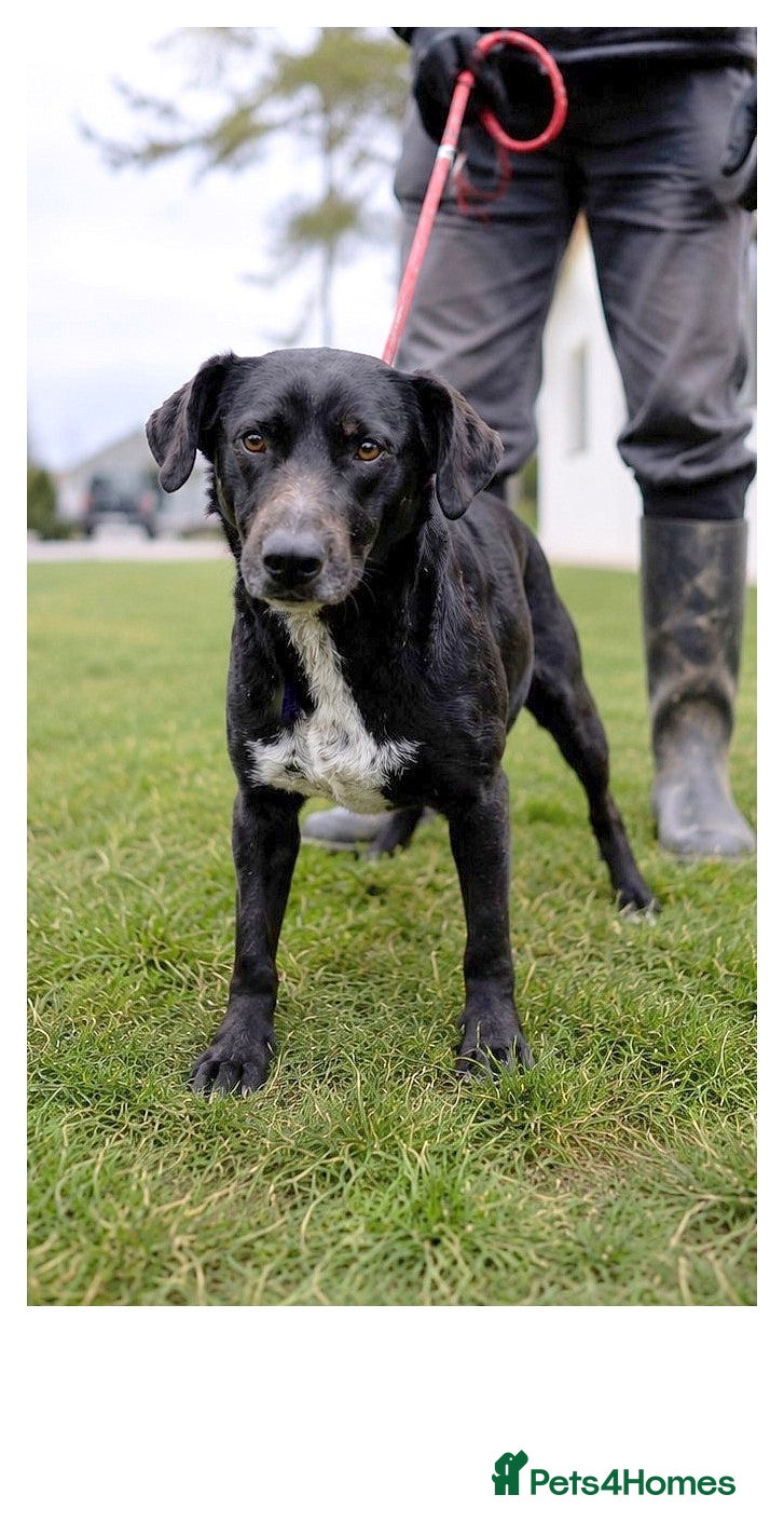 Mixed Breed dogs 🐾 MILO – A Small-Medium Gentle Soul ❤️ - Advert 1