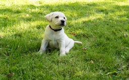 Labrador Retriever dogs for sale: KC Registered Chunky Show Type Puppies. - Image 2