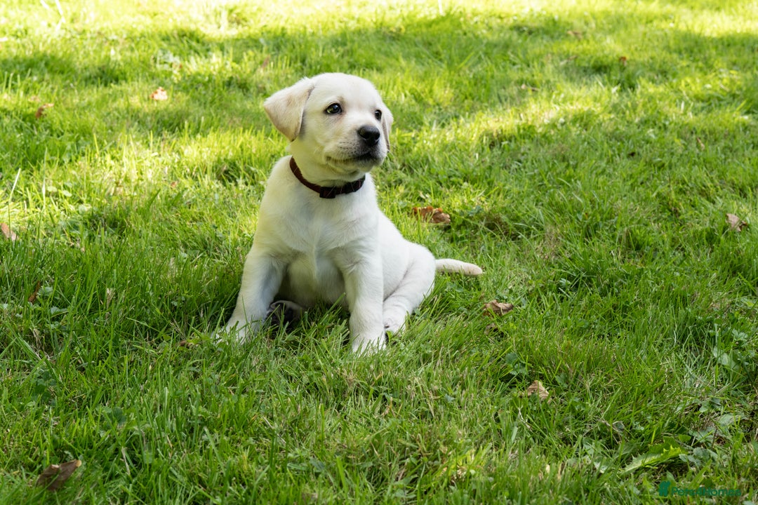 Labrador Retriever dogs for sale: KC Registered Chunky Show Type Puppies. - Image 2