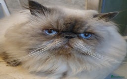 Persian cats for stud: GCCF REGISTERED PERSIAN STUD CHAMPION LINES PROVEN in London - Image 1