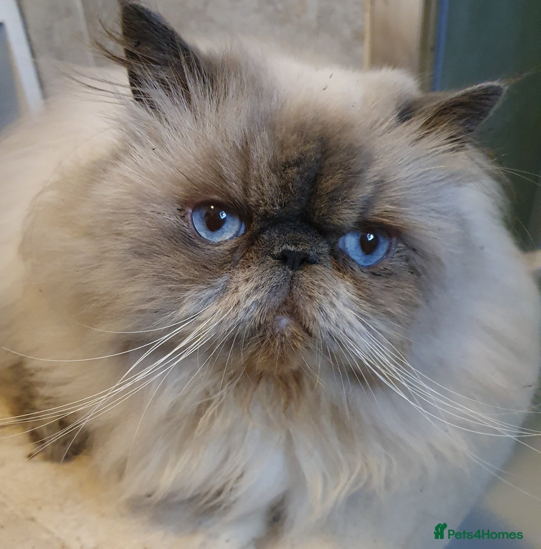 Persian cats for stud: GCCF REGISTERED PERSIAN STUD CHAMPION LINES PROVEN in London - Image 1