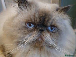 Persian cats in London - Advert 11