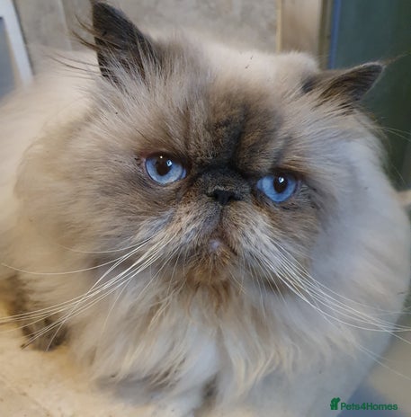 Persian cats GCCF REGISTERED PERSIAN STUD CHAMPION LINES PROVEN in London - Advert 1