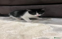 Mixed Breed cats for sale: Mixed breed kittens - Image 6