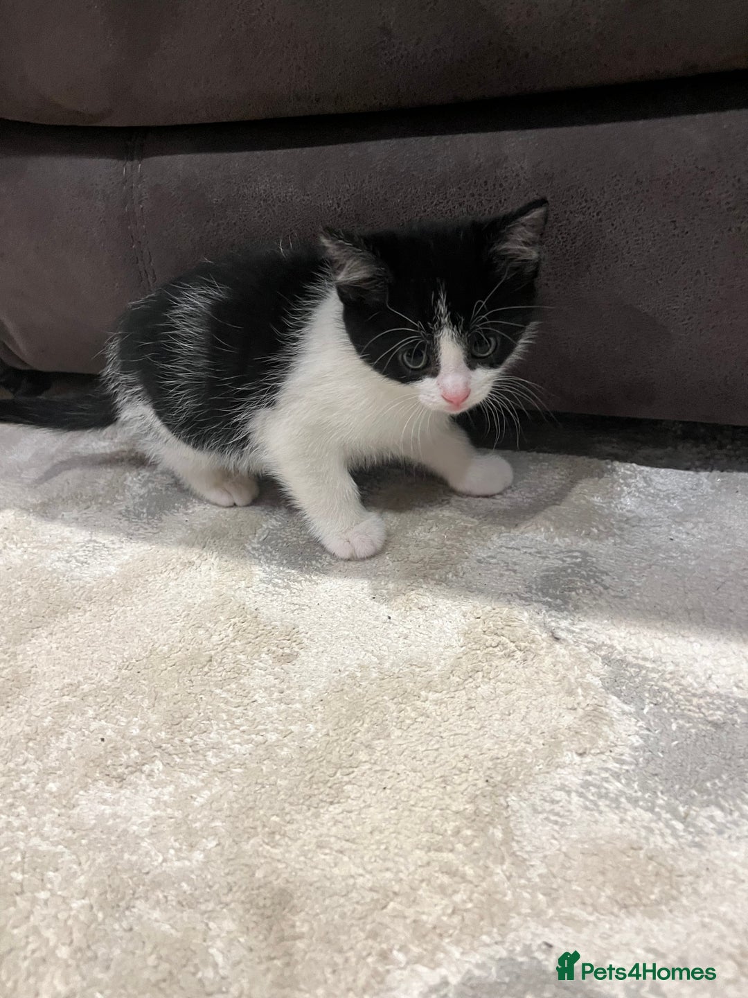 Mixed Breed cats for sale: Mixed breed kittens - Image 6