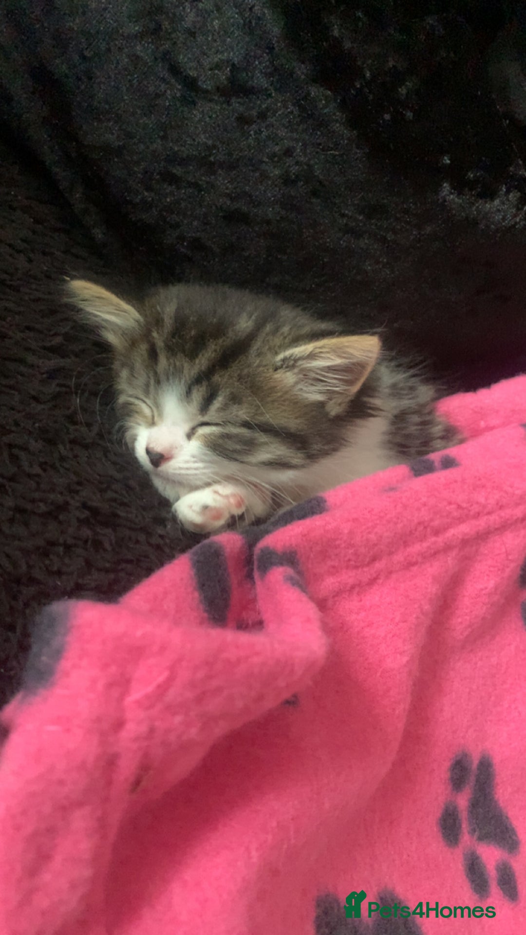 Mixed Breed cats for sale: Female kitten  - Image 3