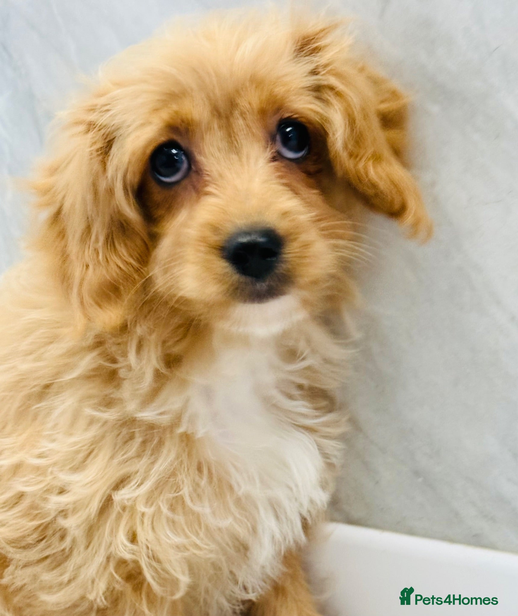 Cavapoo dogs Cavapoo puppies - Advert 5